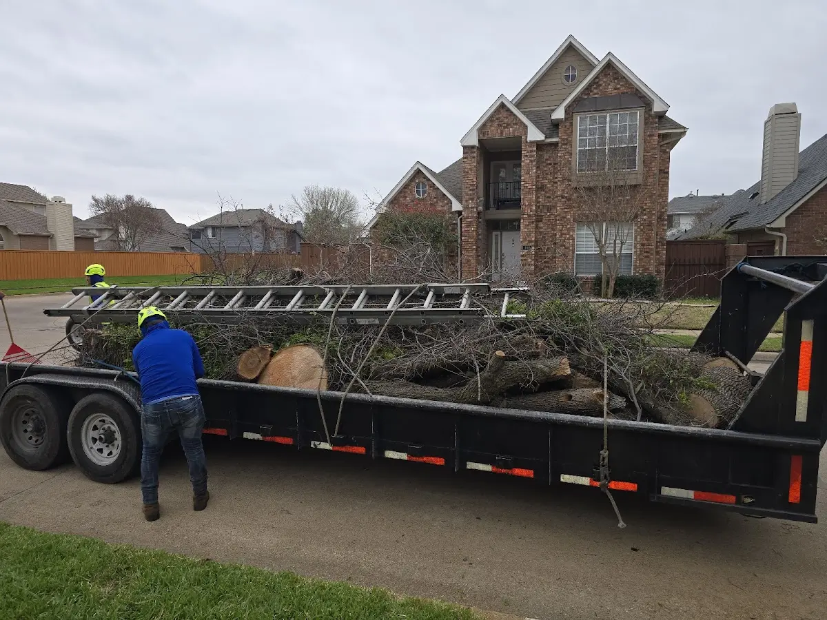 Expert Tree Removal with proper safety equipment in Hodges